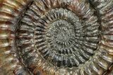 Jurassic Ammonite (Coroniceras) - Germany #241440-1